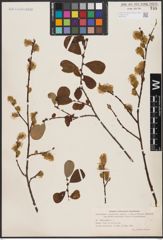 Foto von Salix aurita L.
